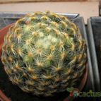 Collecion de lauranatalia