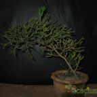 Collecion de lauranatalia
