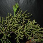 Collecion de lauranatalia