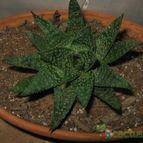 Collecion de lauranatalia