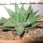 Collecion de lauranatalia