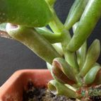 Collecion de lauranatalia