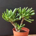 Collecion de lauranatalia