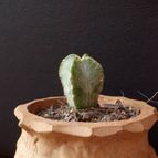 Collecion de lauranatalia