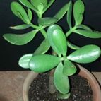 Collecion de lauranatalia