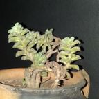 Collecion de lauranatalia