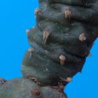 Collecion de lauranatalia