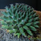 Collecion de lauranatalia