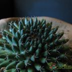 Collecion de lauranatalia