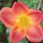 Collecion de lauranatalia