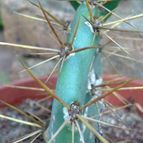 Collecion de lauranatalia