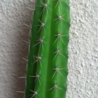 Collecion de lauranatalia