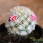 Collecion de laurcarsan