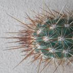 Collecion de leandrocactus