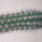 Collecion de leandrocactus