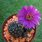 Echinopsis arachnacantha
