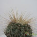 Collecion de ljquirama
