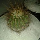 Collecion de ljquirama