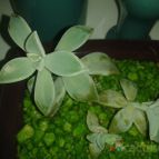 Collecion de ljquirama