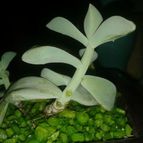Collecion de ljquirama