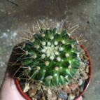 Collecion de loco_cactus