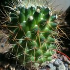 Collecion de loco_cactus