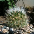 Collecion de loco_cactus