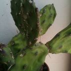 Collecion de loco_cactus