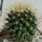 Collecion de loco_cactus