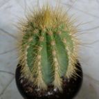 Collecion de loresomething24