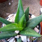 Alworthia cv. Black Gem (Haworthia cymbiformis x Aloe speciosa)