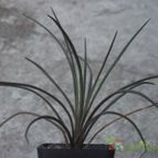 Collecion de luchio