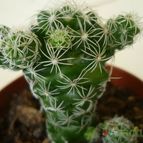 Collecion de lucia-arauz