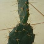 Collecion de lucia-arauz