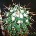 Collecion de lucia-arauz