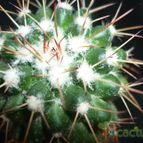 Collecion de lucia-arauz