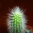 Collecion de lucia-arauz