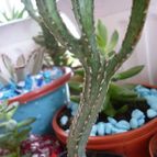 Collecion de lucia-arauz