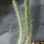 Corynopuntia marenae