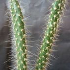 Collecion de lucia-arauz