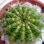 Collecion de lucia-arauz