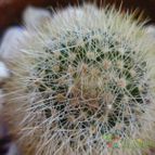 Collecion de lucia-arauz