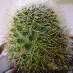 Collecion de lucia-arauz