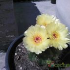 Collecion de luisalbert0012