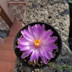 Collecion de luisalbert0012