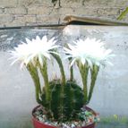 Echinopsis rhodotricha