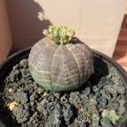 Collecion de luisalbert0012