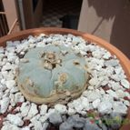 Collecion de luisalbert0012