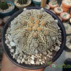 Collecion de luisalbert0012