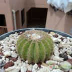 Collecion de luisalbert0012